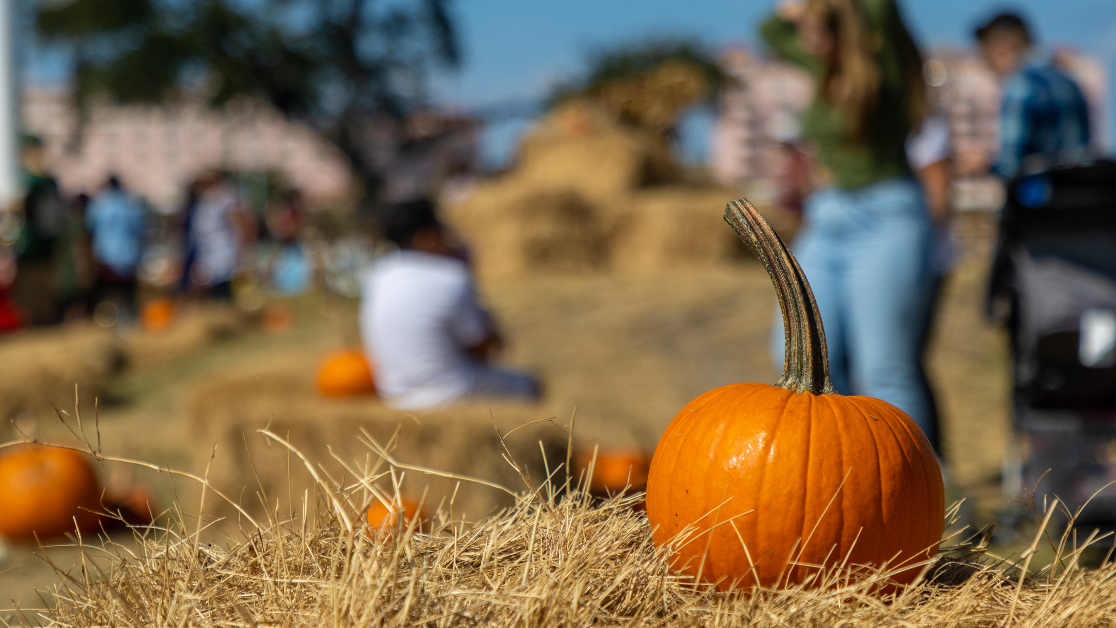 Fall Pumpkin Blog Banners-7